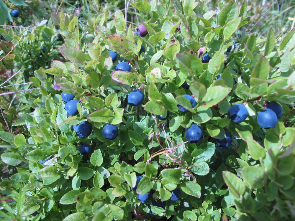 Bilberry, blåbær, growing low on a Norwegian heath