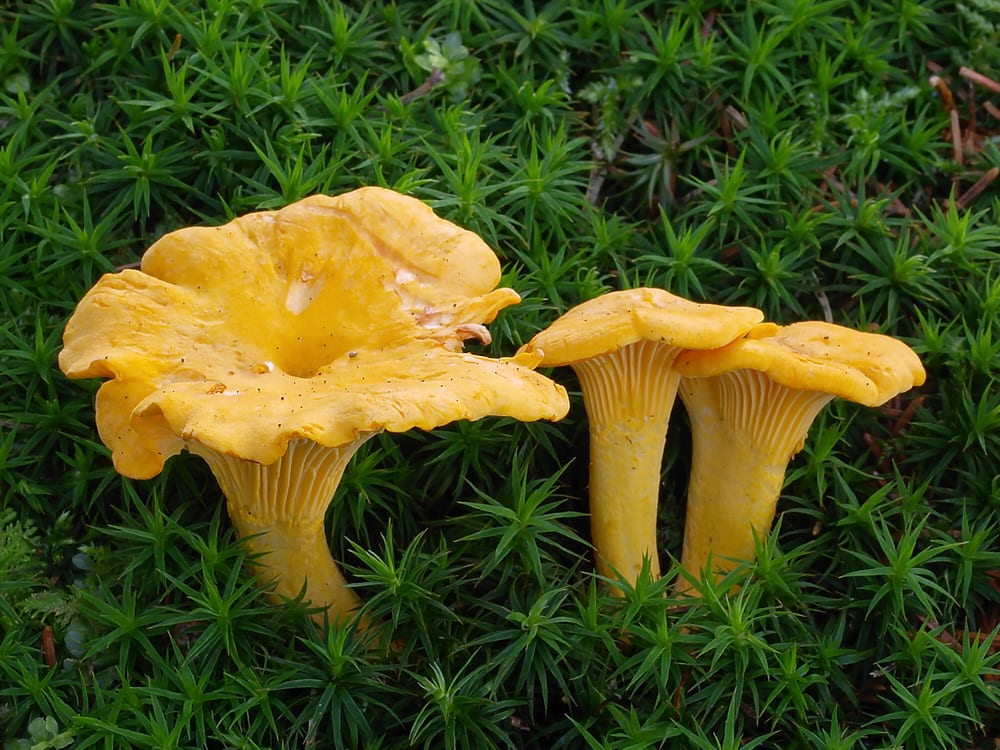 Chanterelle, kantarell, golden funnel-shaped mushrooms