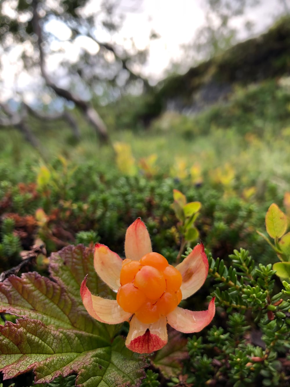 Cloudberry, multer, an amber berry on boggy ground