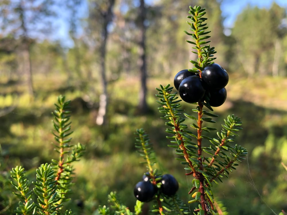 Crowberry, krekling, small black berries among needle-like leaves