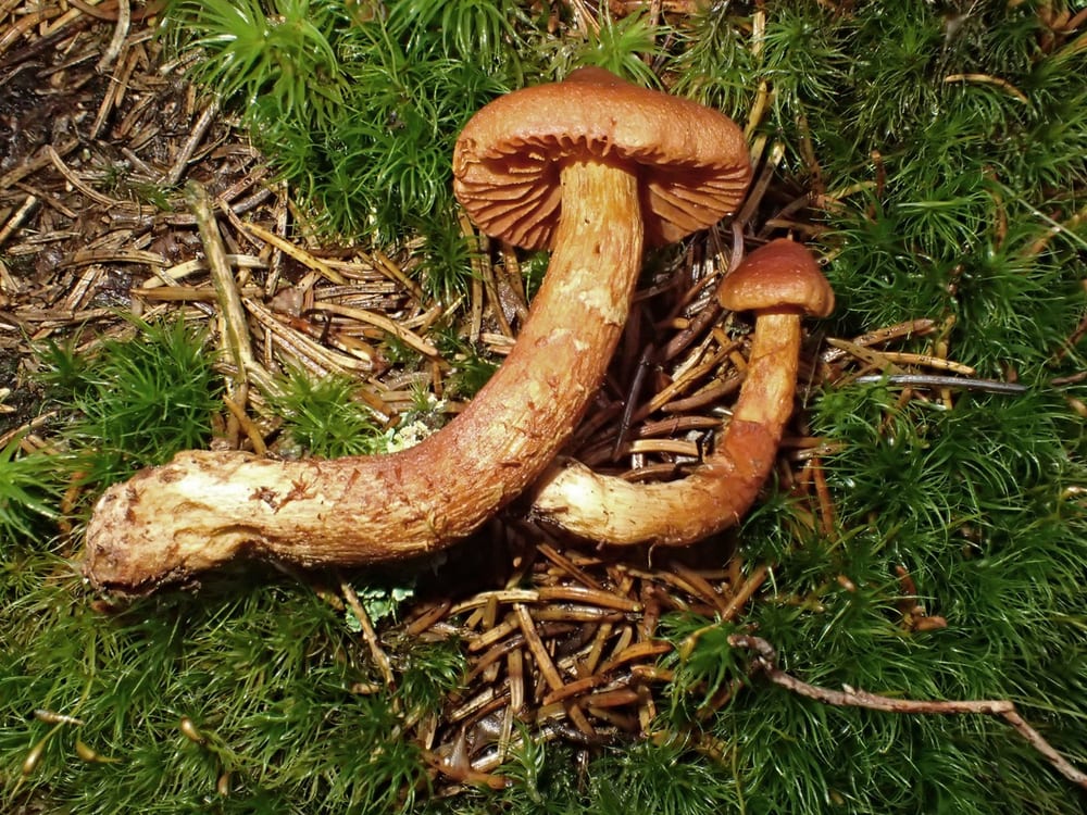 Deadly webcap, Cortinarius rubellus, a rusty-brown mushroom