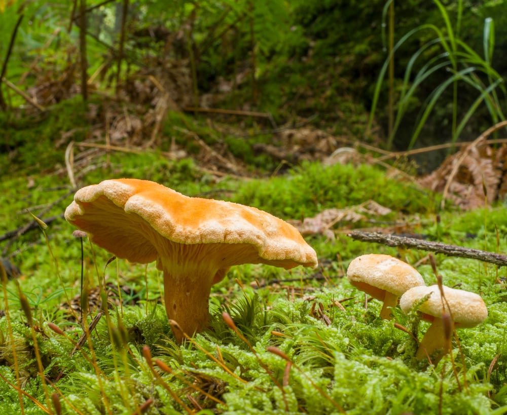 False chanterelle, Hygrophoropsis aurantiaca, orange with deeper forking gills