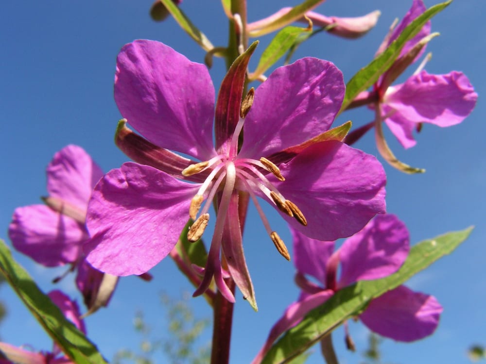 Fireweed, geitrams, tall pink-purple flower spikes