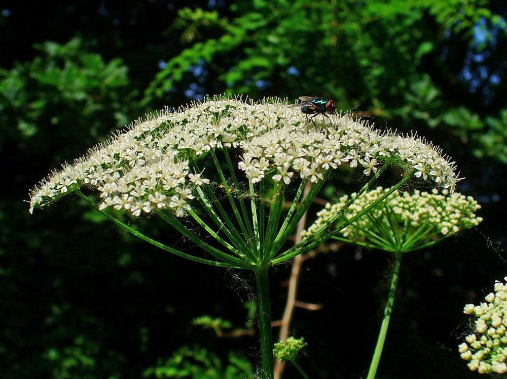 Ground elder, skvallerkål, fresh young leaves
