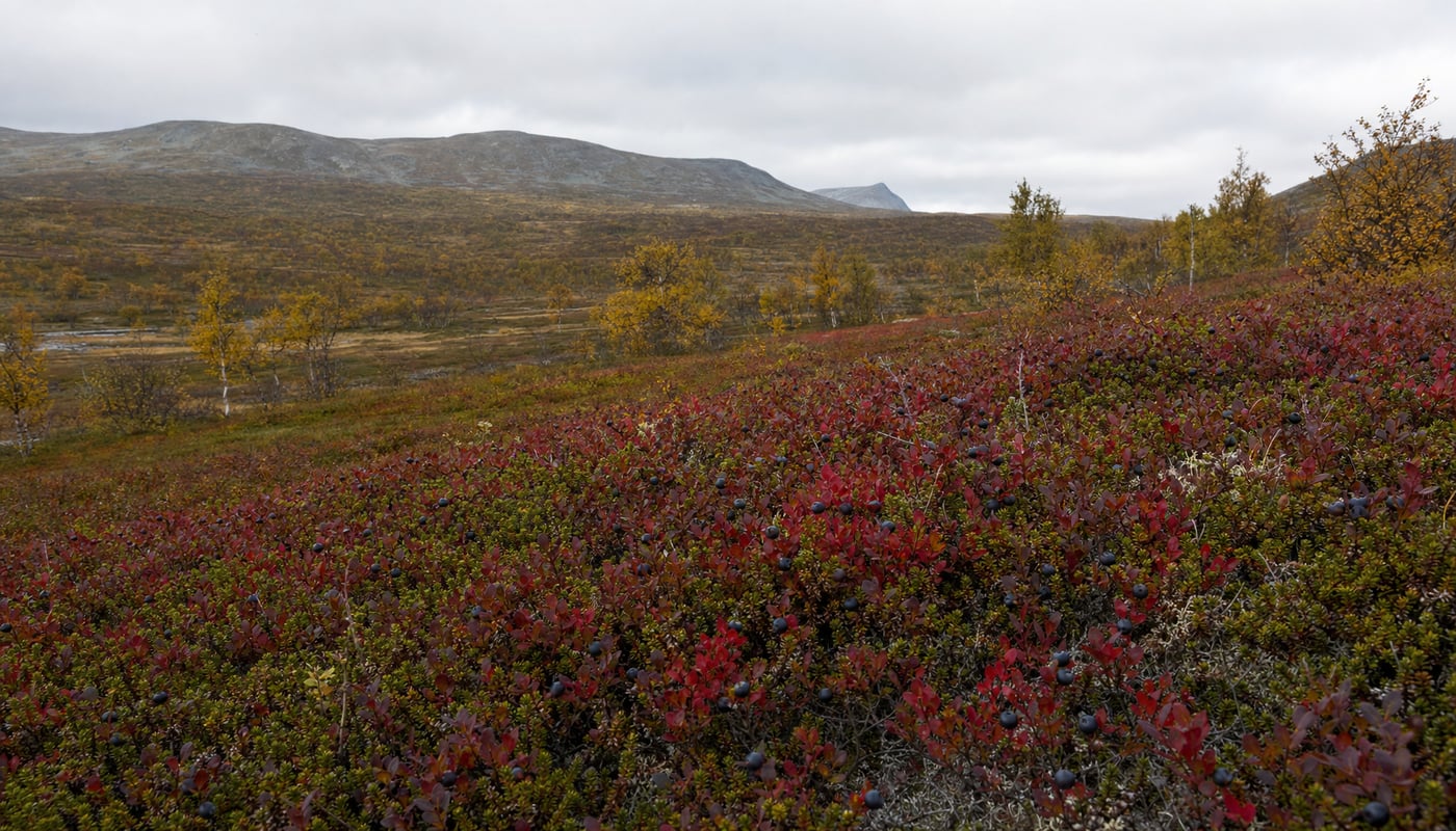 What Grows Along the Trail: Foraging Food in Norway