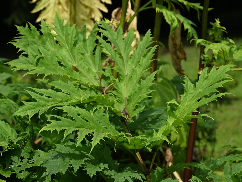 Giant hogweed, Heracleum, a tall white-flowered umbellifer to avoid