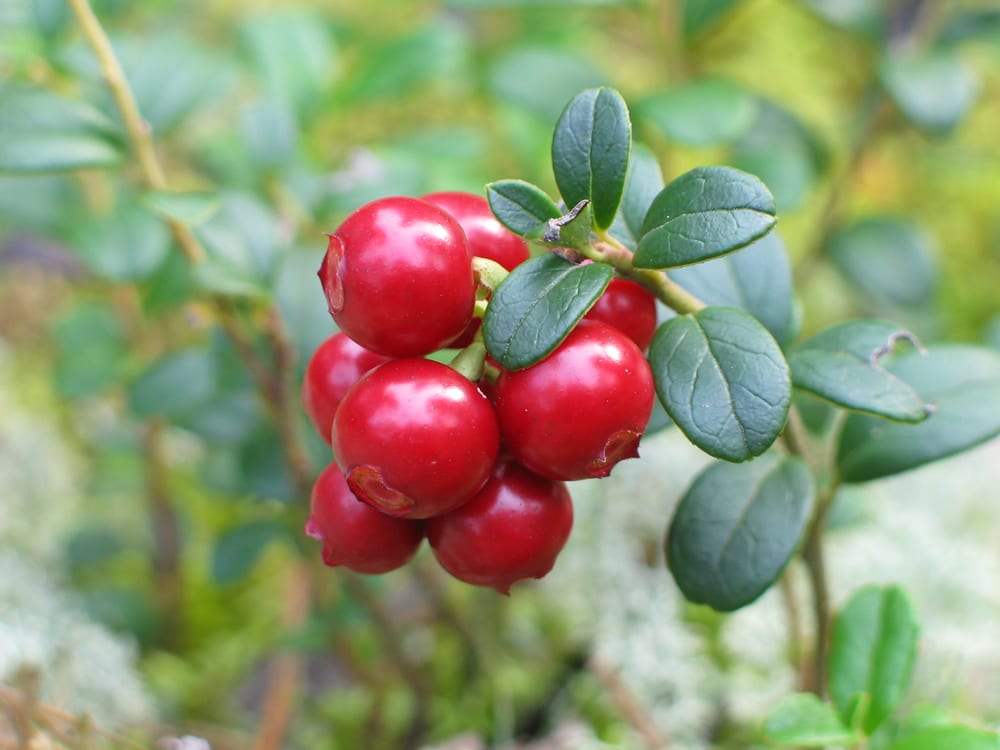 Lingonberry, tyttebær, red berries on a low evergreen plant