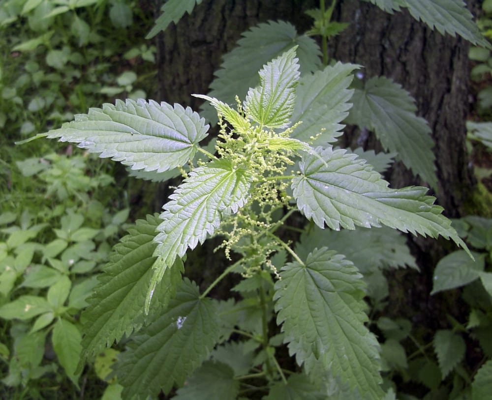Stinging nettle, brennesle, young green leaves