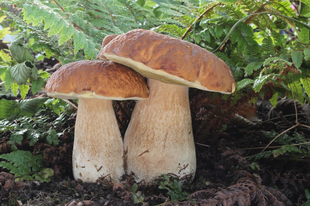 Porcini, steinsopp, a brown-capped bolete with a thick stem