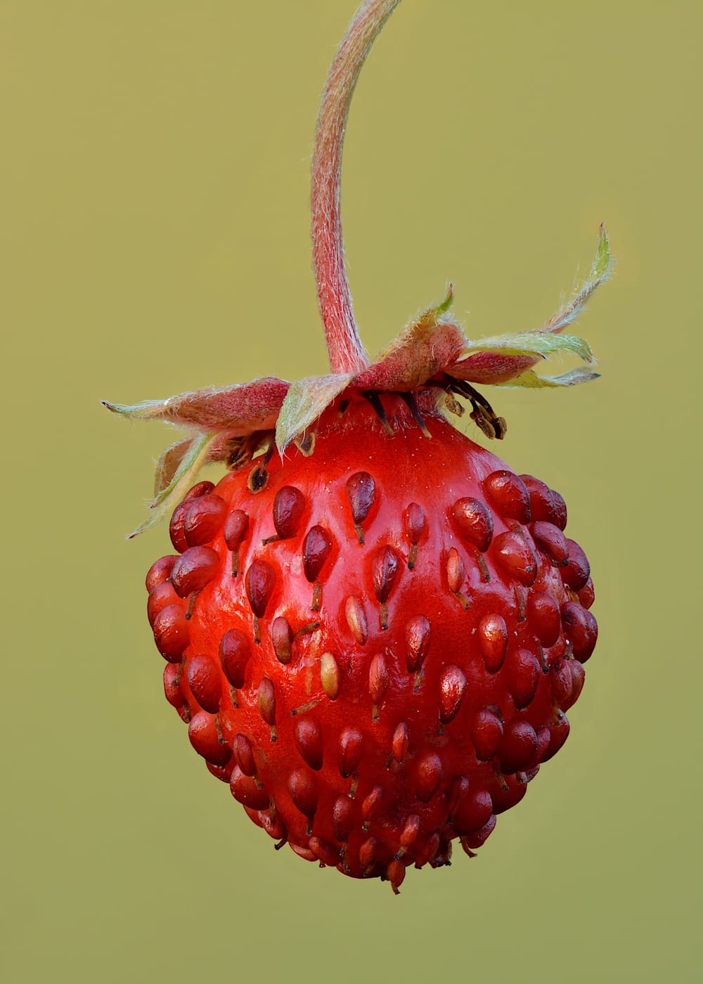 Wild strawberry, markjordbær, a small red berry on the forest floor